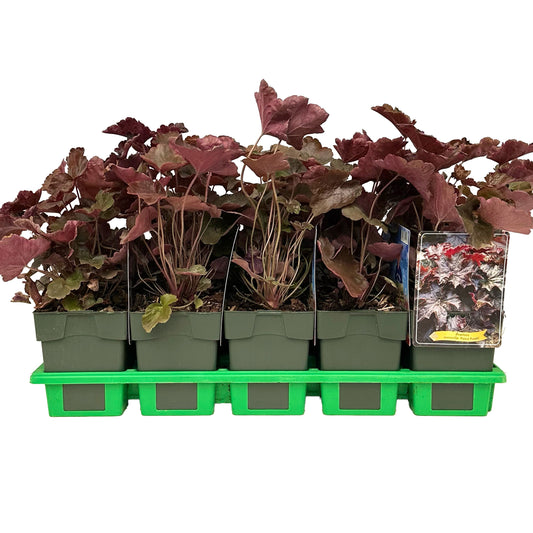 Heuchera Palace Purple 25cm 11cm Pot