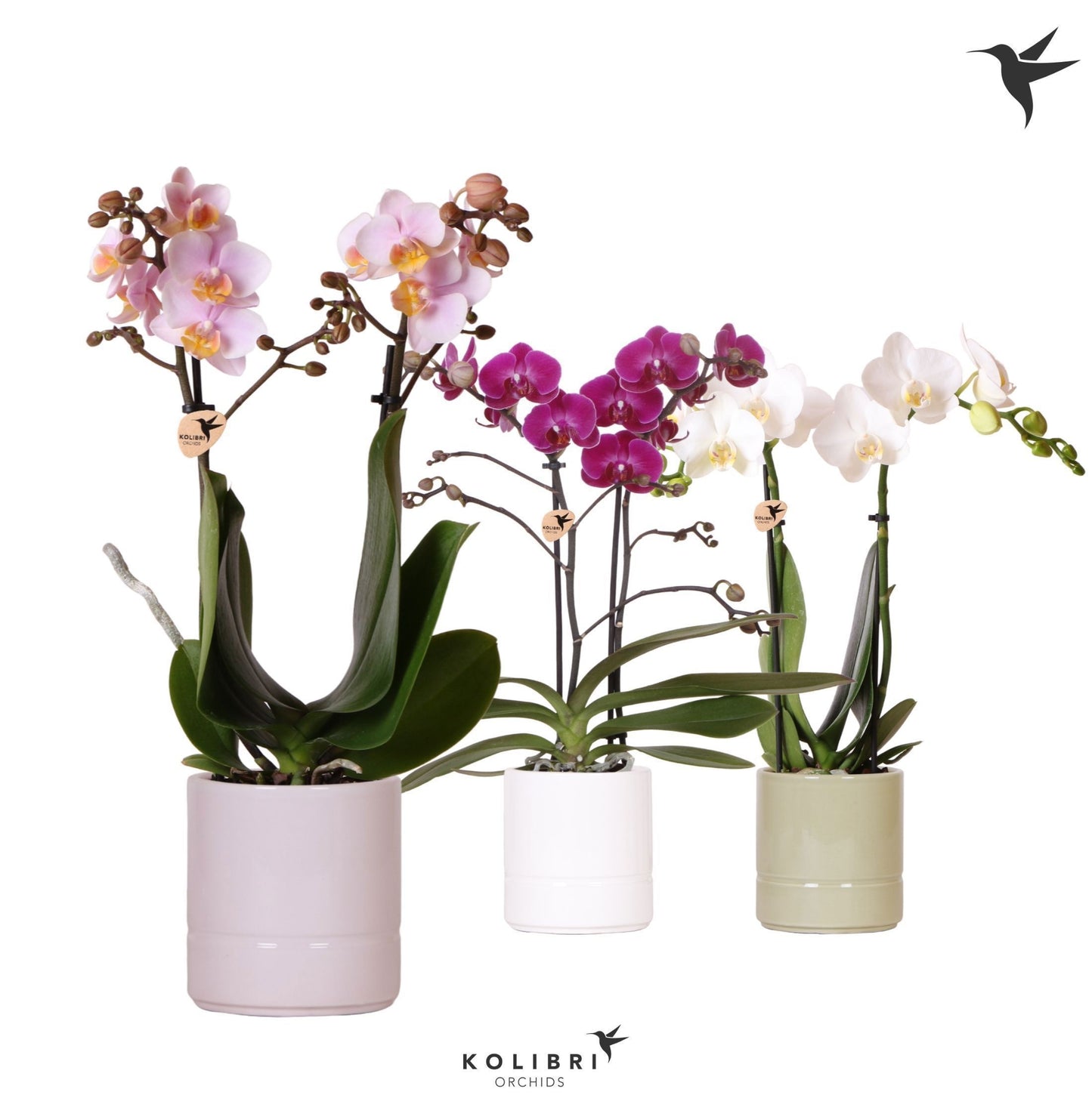 Phalaenopsis mix ceramic 40cm 9cm Pot