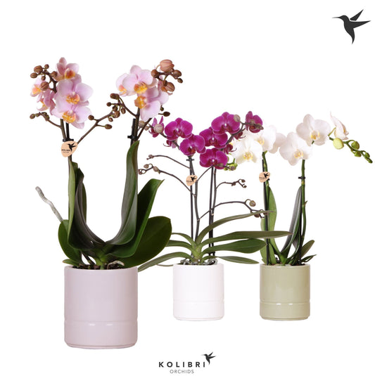 Phalaenopsis mix ceramic 40cm 9cm Pot