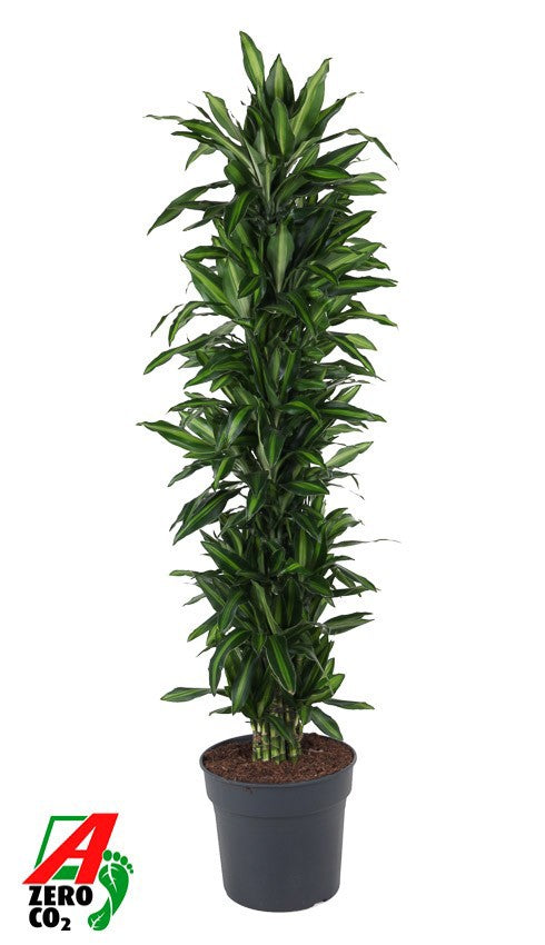 Dracaena fragrans 170cm 34cm Pot