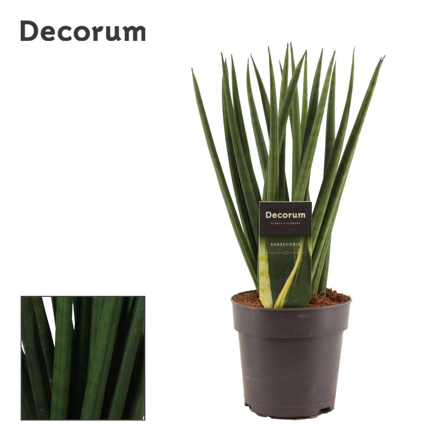 Duijn-Hove BV, kwekerij Sansevieria cylindrica spaghetti Pack of 10