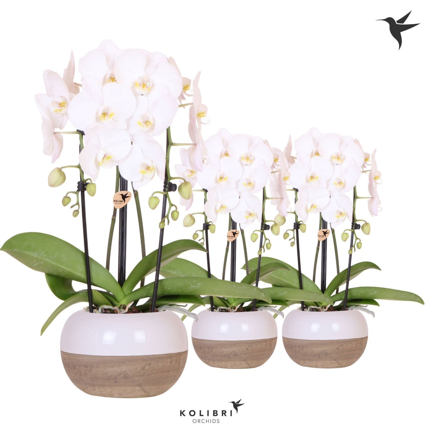 Phalaenopsis Elegant cascade 50cm 12cm Pot