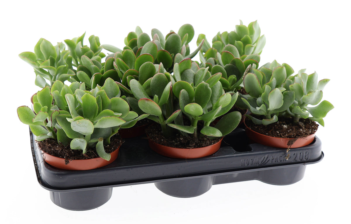 Crassula mix 15cm 10.5cm Pot