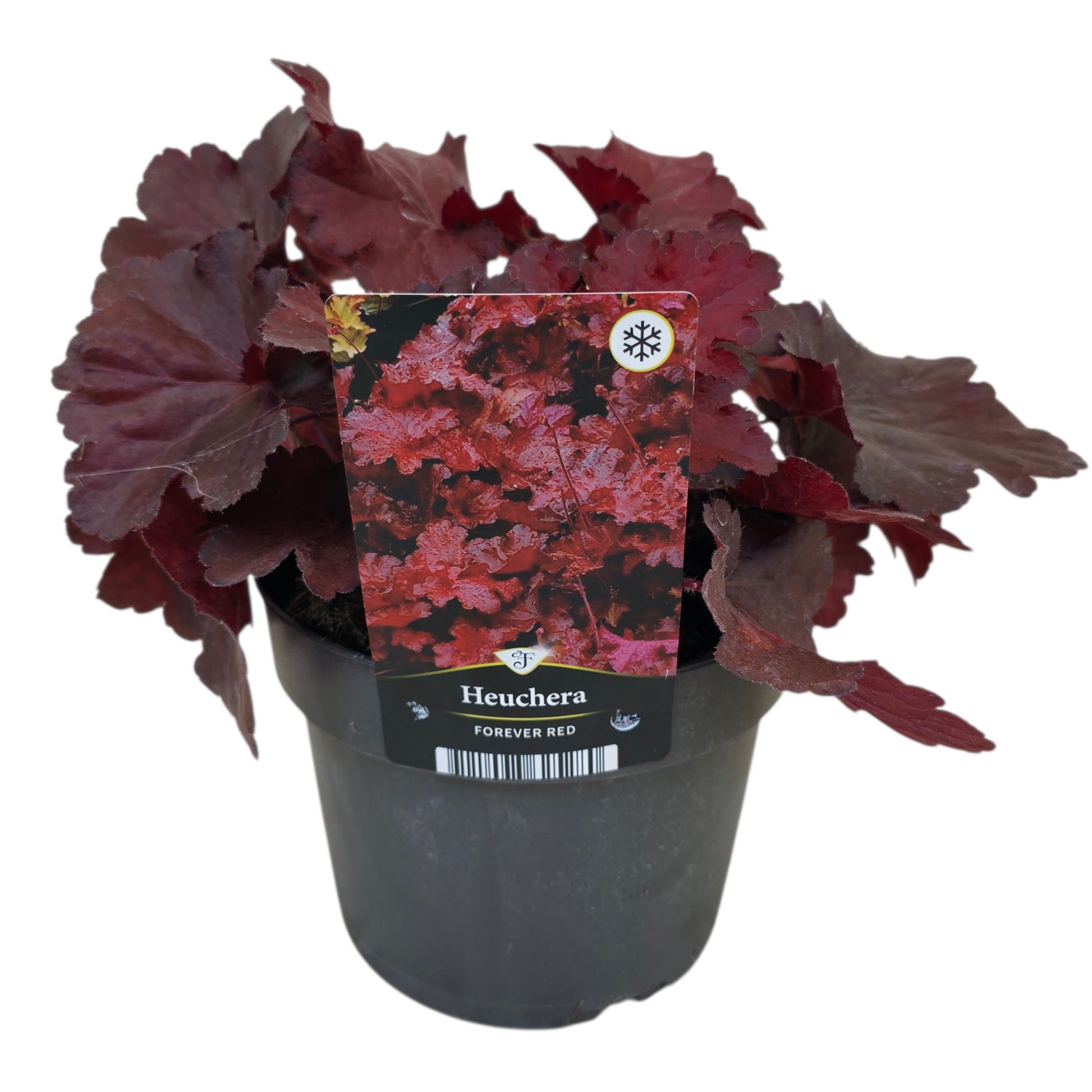 Heuchera Forever Red 30cm 17cm Pot