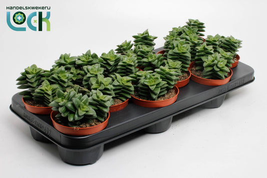 Crassula Spring Time 15cm 510cm Pot