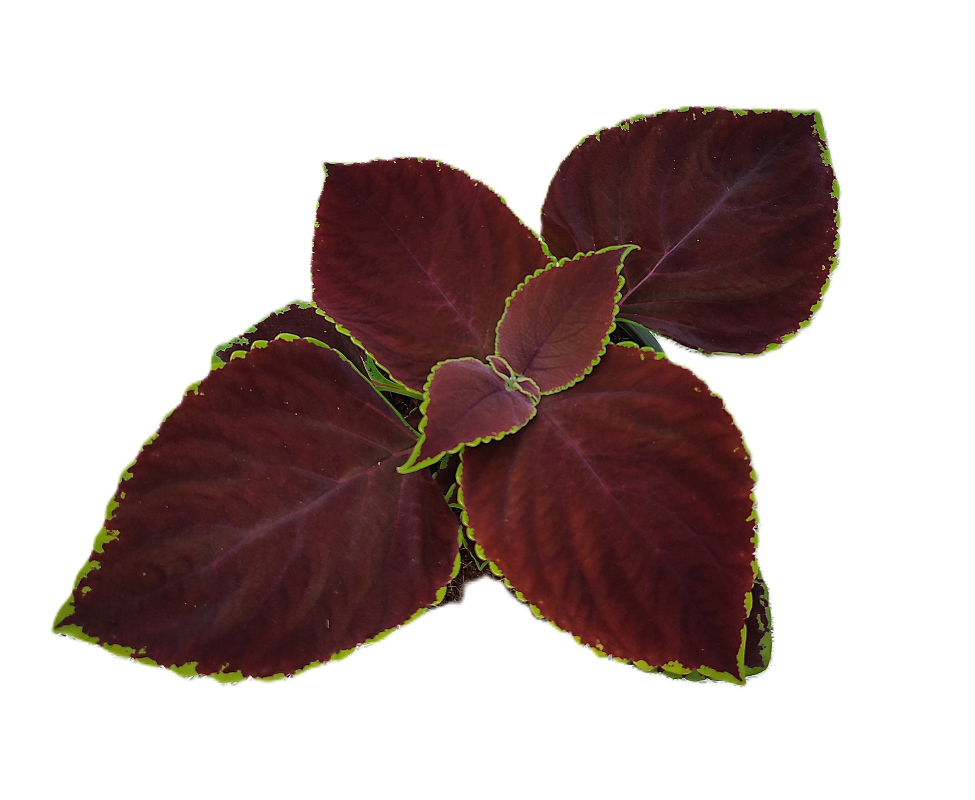 Coleus blu. Chocolate Mint 15cm 14cm Pot