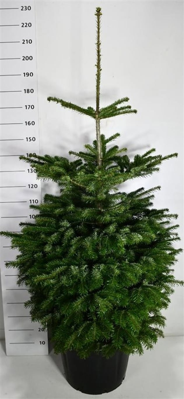 Abies nordmanniana 220cm 54cm Pot