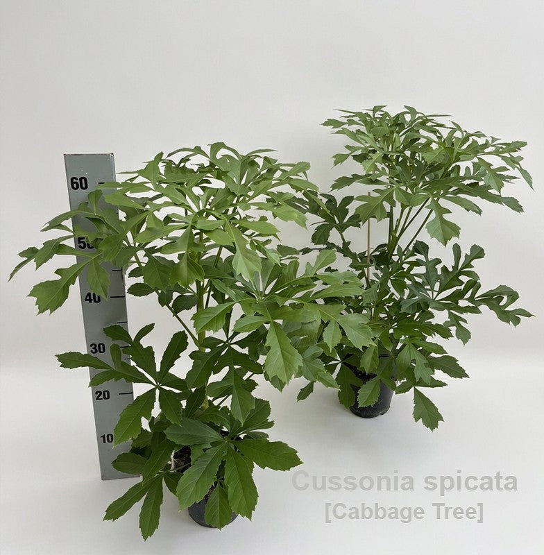 Plants 60cm 14cm Pot