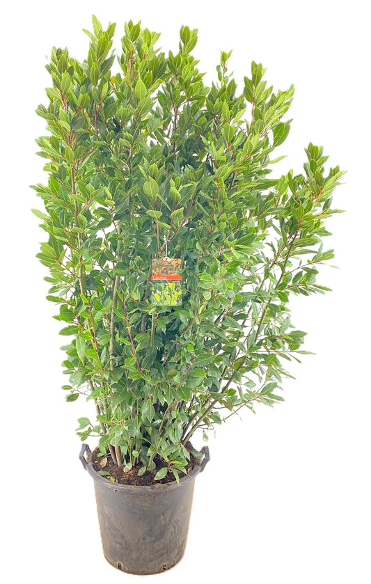 Laurus nobilis 180cm 40cm Pot