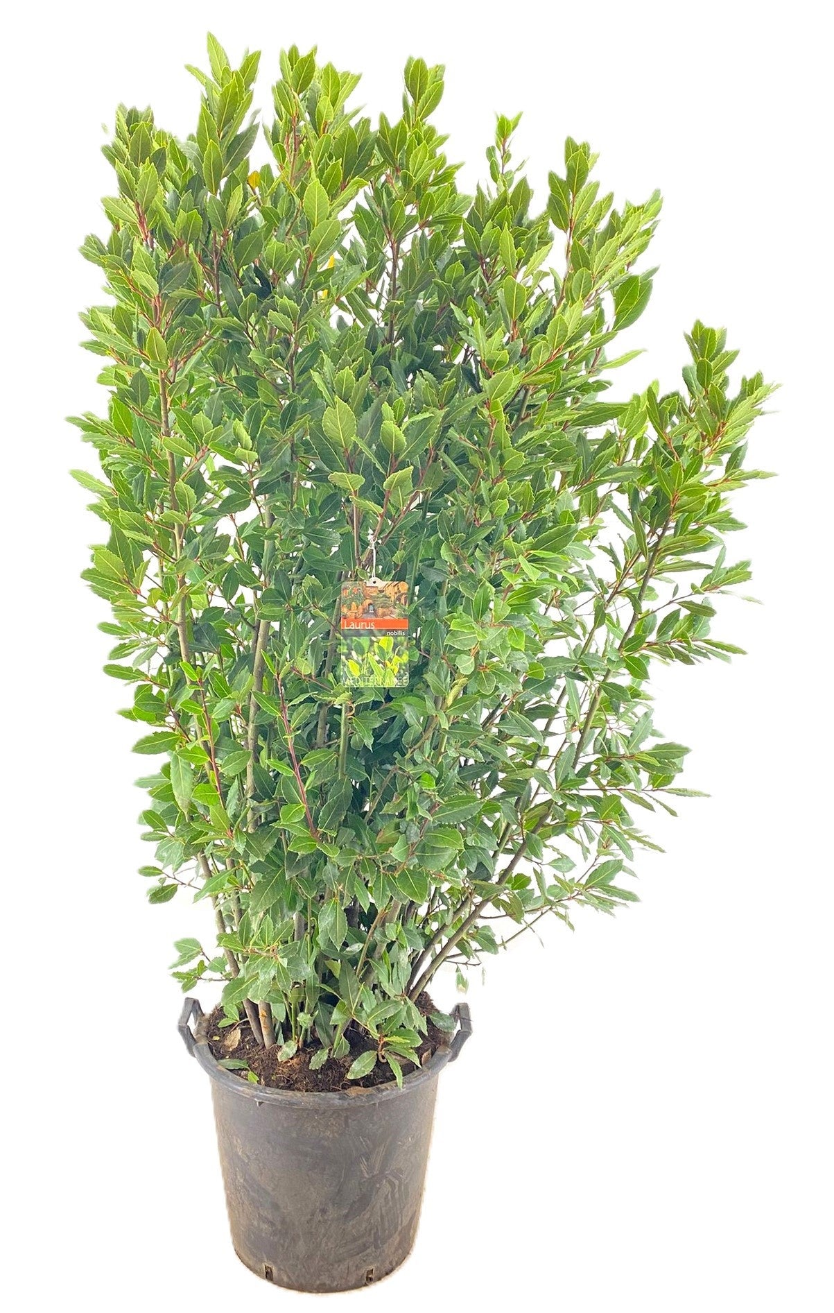 Laurus nobilis 230cm 40cm Pot