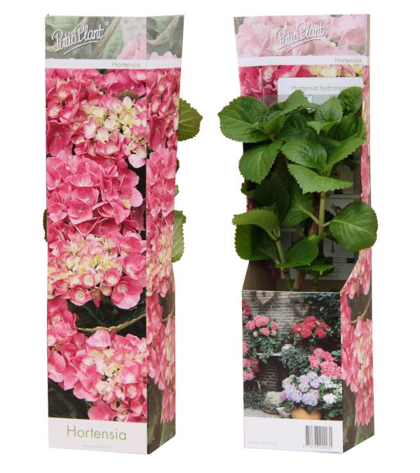 Valk BV Patioplant Hydrangea macr. Pink Dream Pack of 12