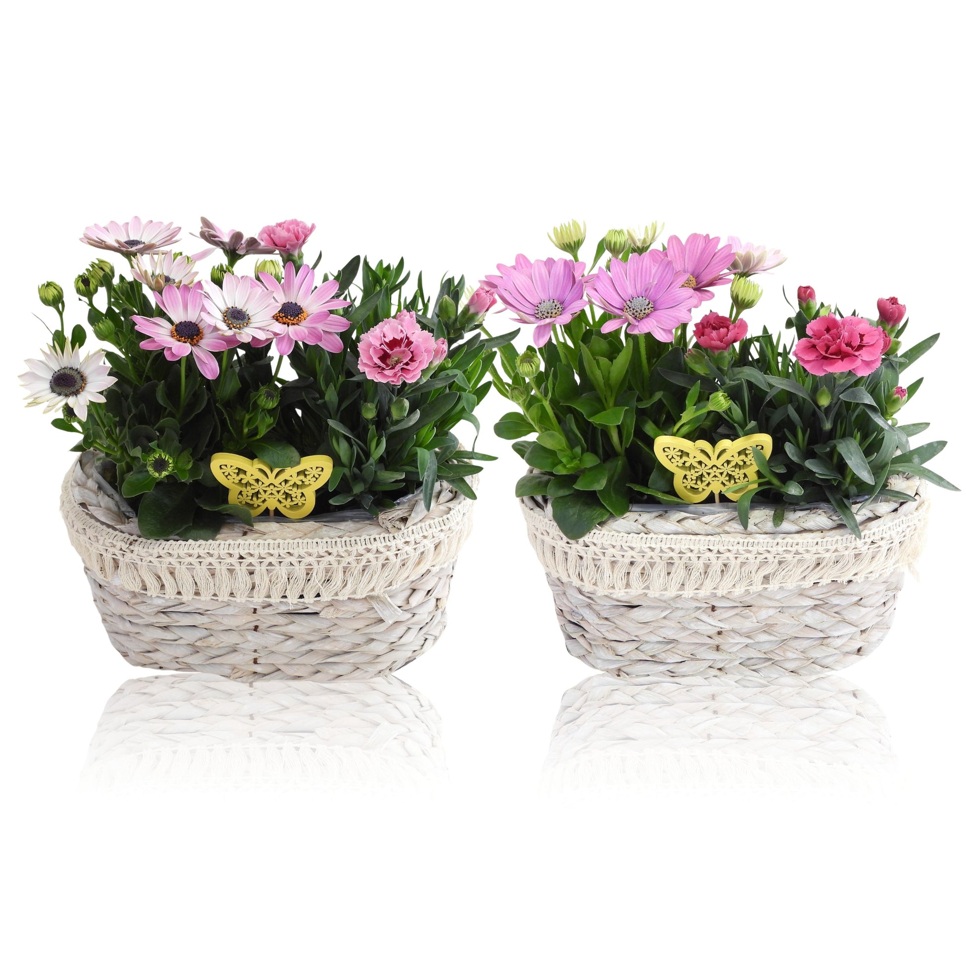 Outdoor arrangement 20cm 23cm Pot