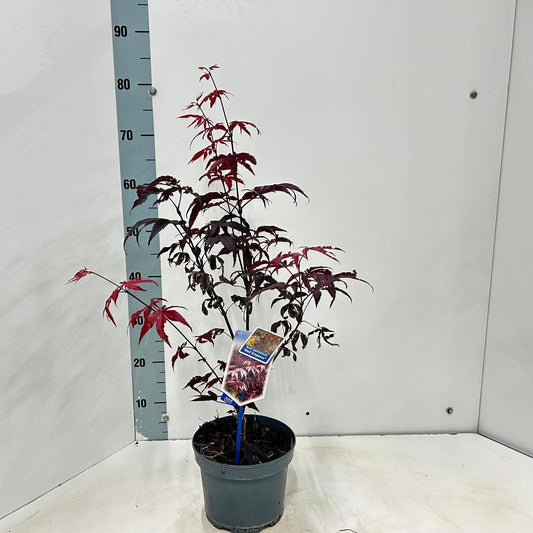 Acer Red Emperor 80cm 19cm Pot