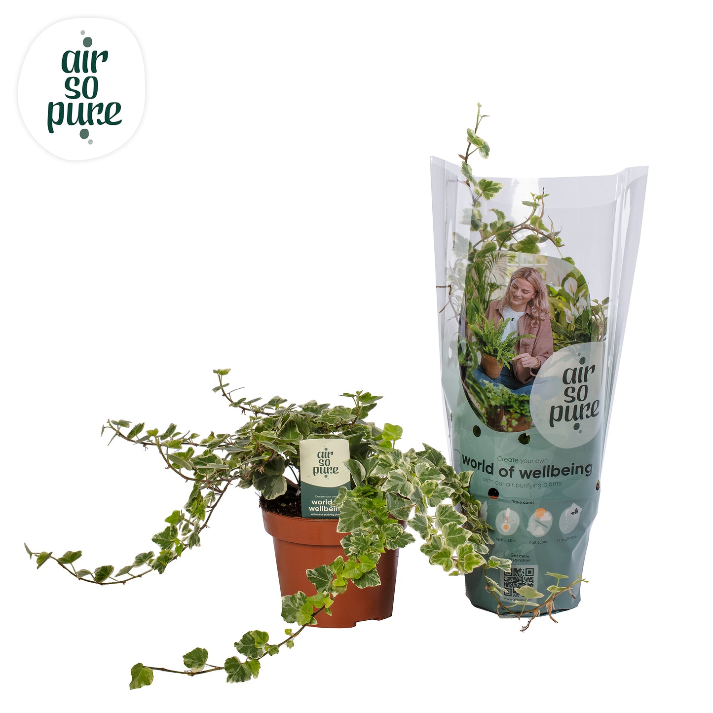 Quakelplant BV Hedera White Wonder Pack of 8