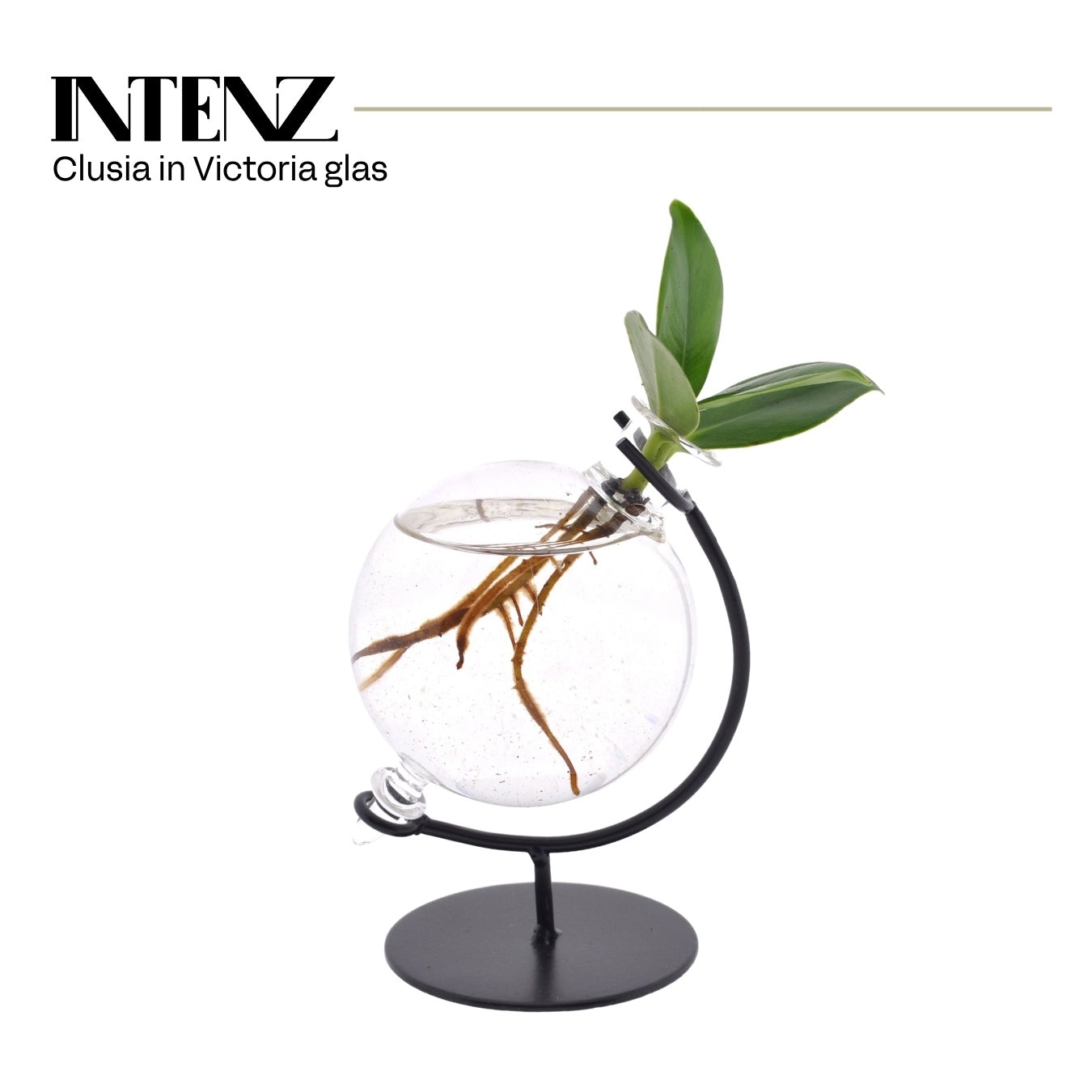Clusia Princess 10cm 5cm Pot