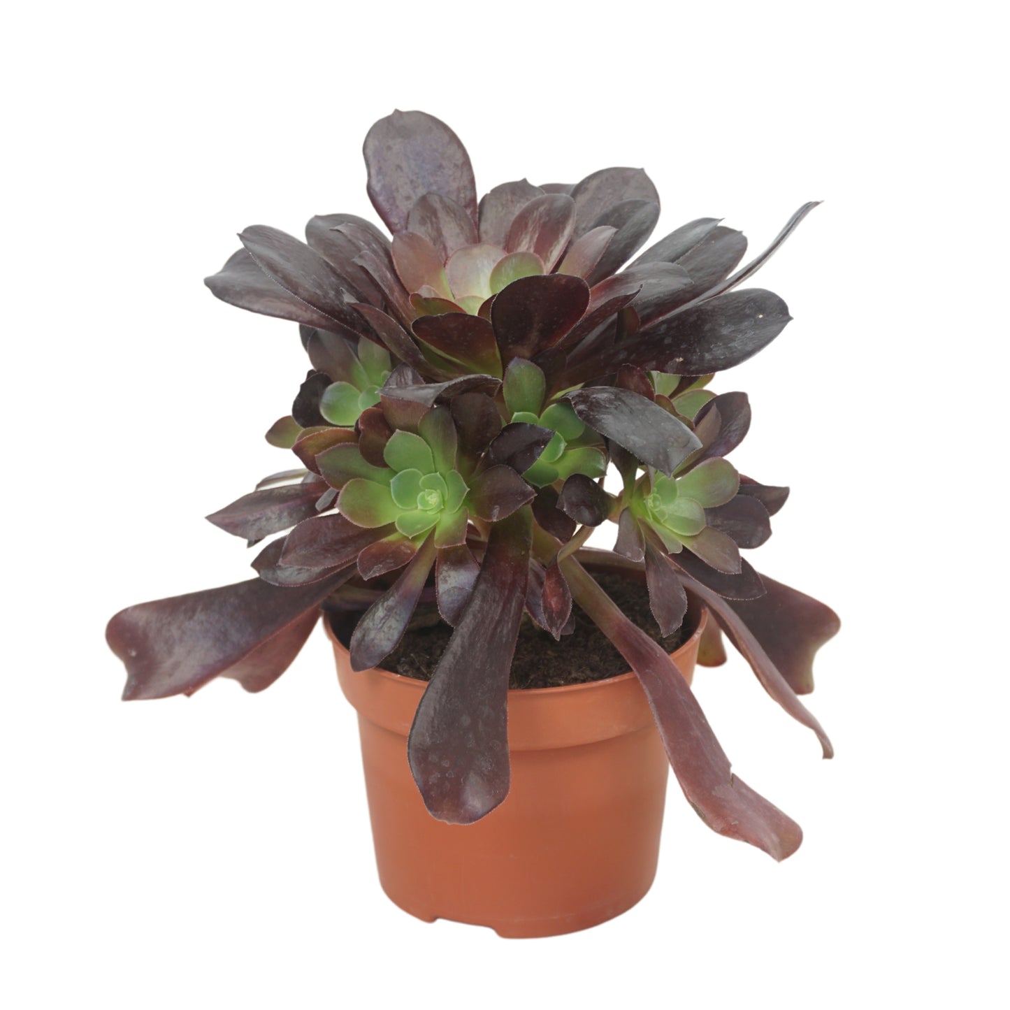 Aeonium arboreum Velours 22cm 12cm Pot