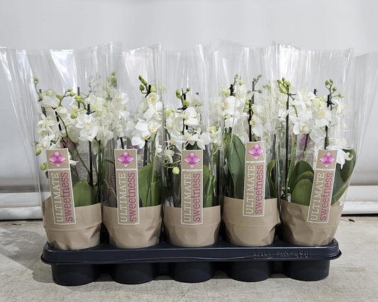 Geest Potplanten BV, DC Phalaenopsis multiflora white Pack of 10