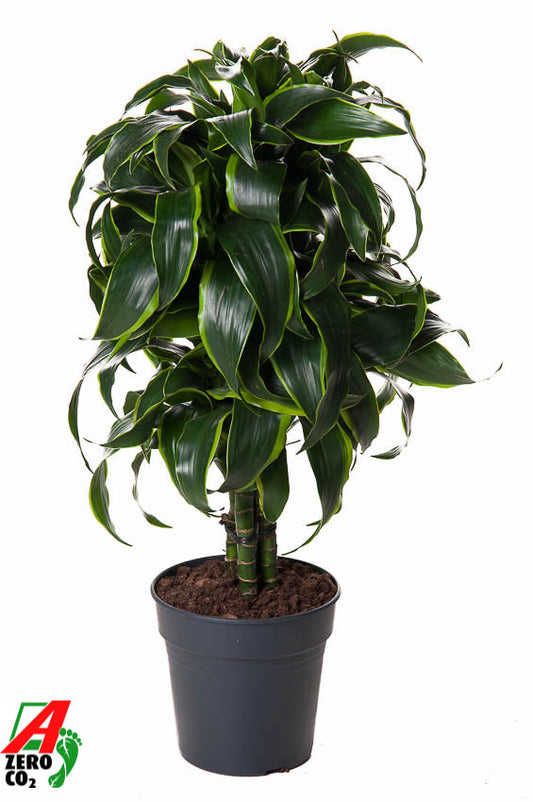Dracaena fragrans Dorado 70cm 21cm Pot