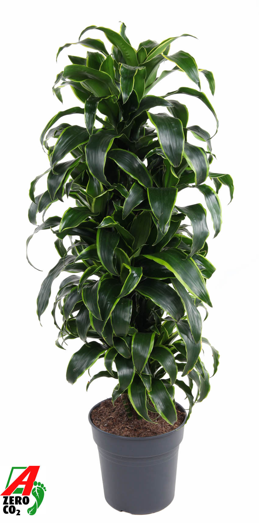 Dracaena fragrans Dorado branched 110cm 27cm Pot