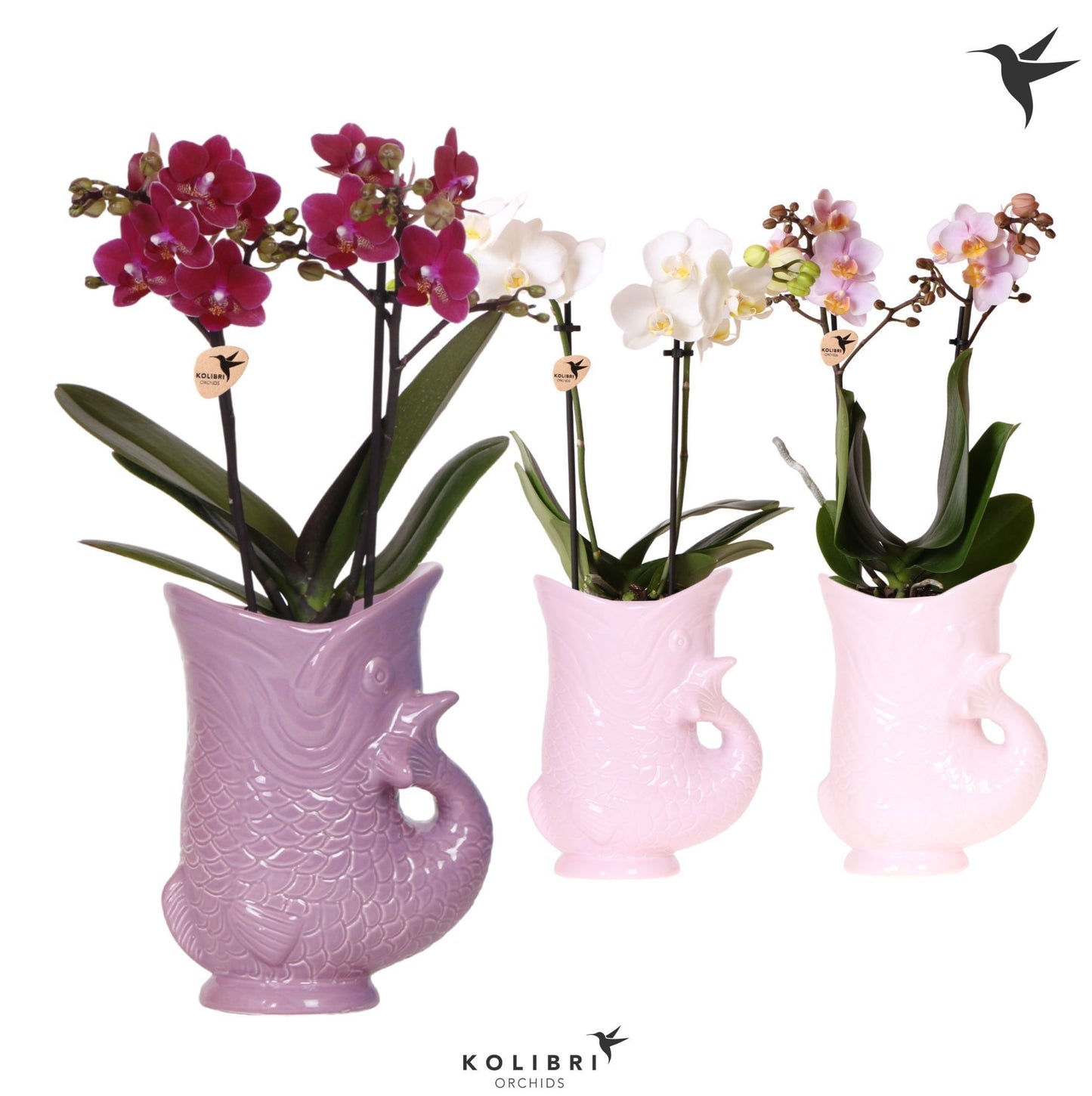 Phalaenopsis mix 40cm 9cm Pot