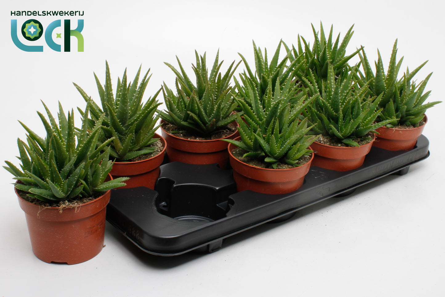 Aloe Vera Verini 15cm 12cm Pot