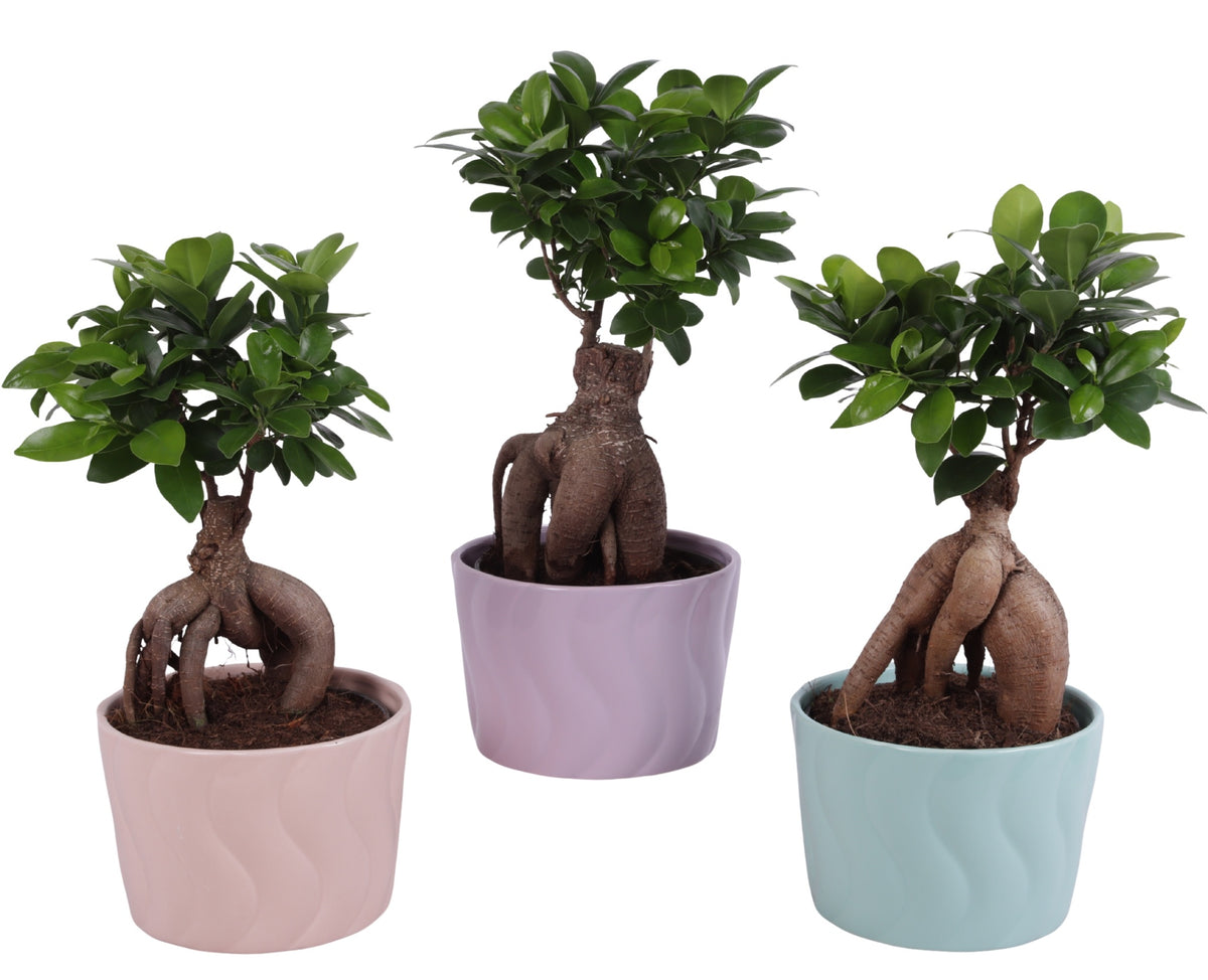 Ficus Ginseng 40cm 17cm Pot
