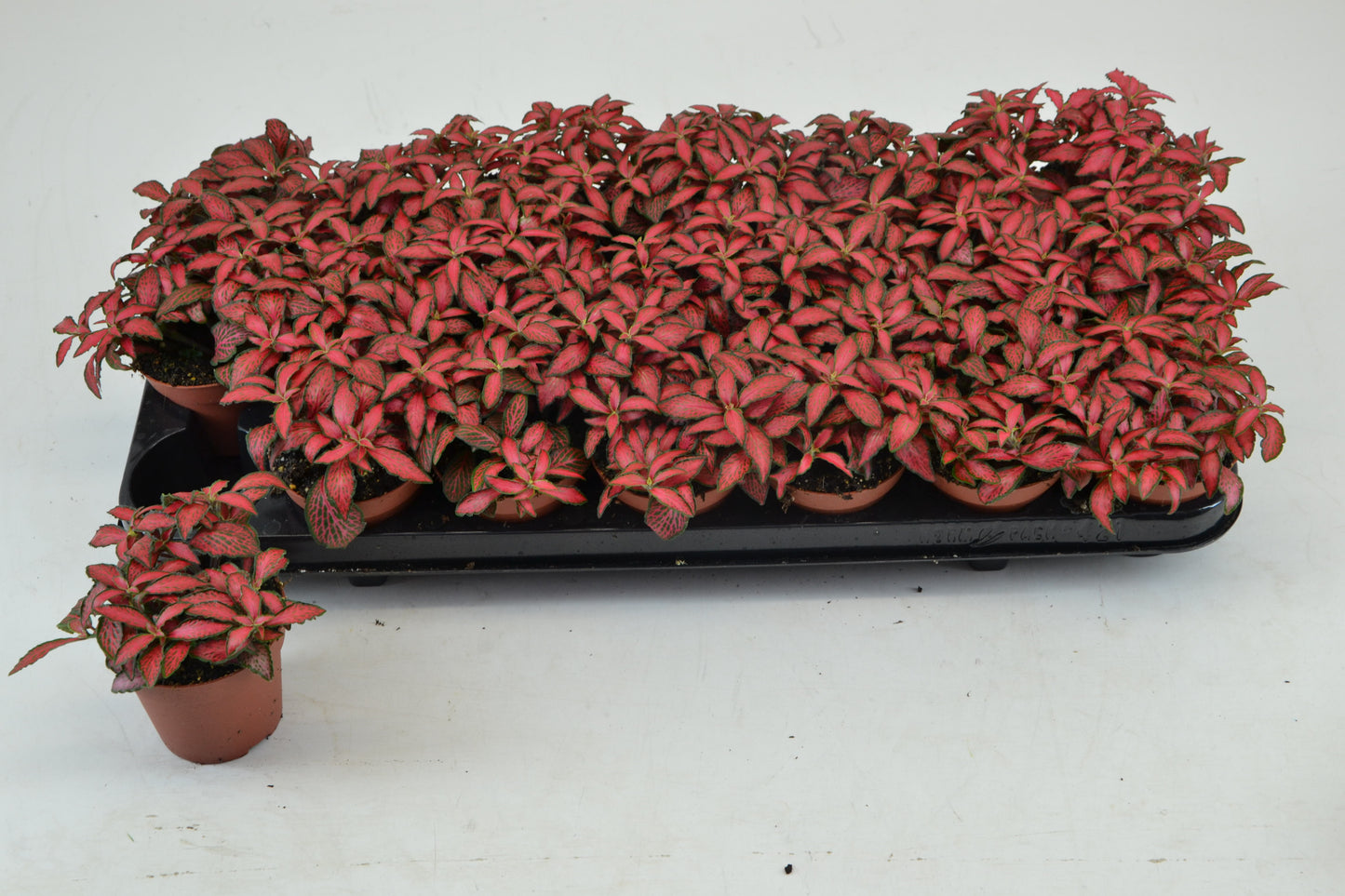 Fittonia Forest Flame 12cm 8.5cm Pot