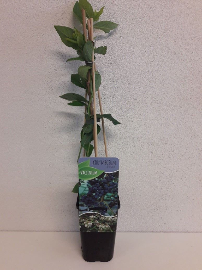 Vaccinium corymbosum ("Blueberry") 60cm 14cm Pot