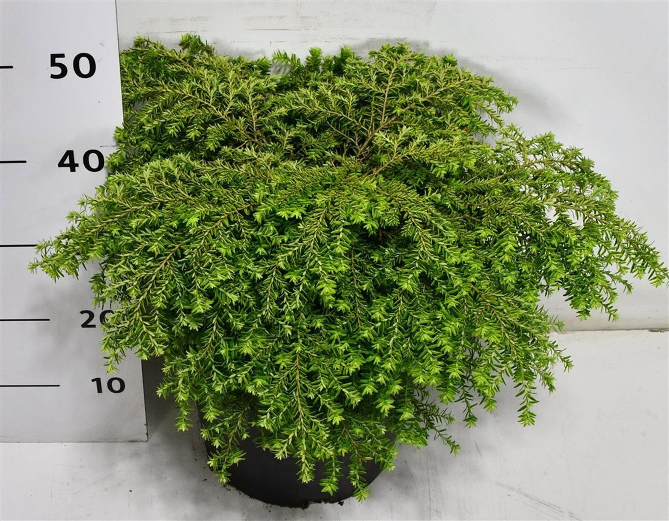 Tsuga canadensis 45cm 32cm Pot