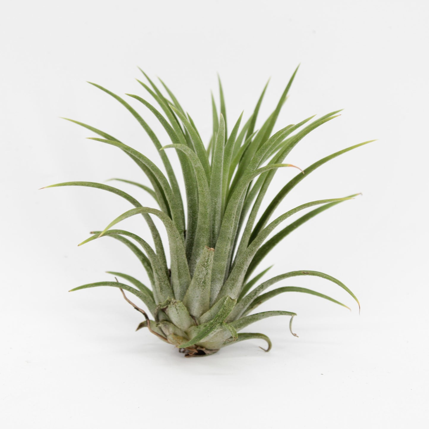 Zeur Niet, kwekerij Tillandsia ionantha green Pack of 15
