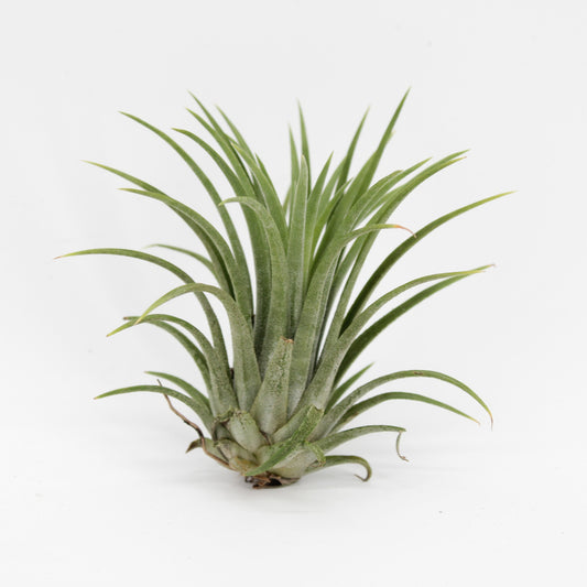 Zeur Niet, kwekerij Tillandsia ionantha green Pack of 15
