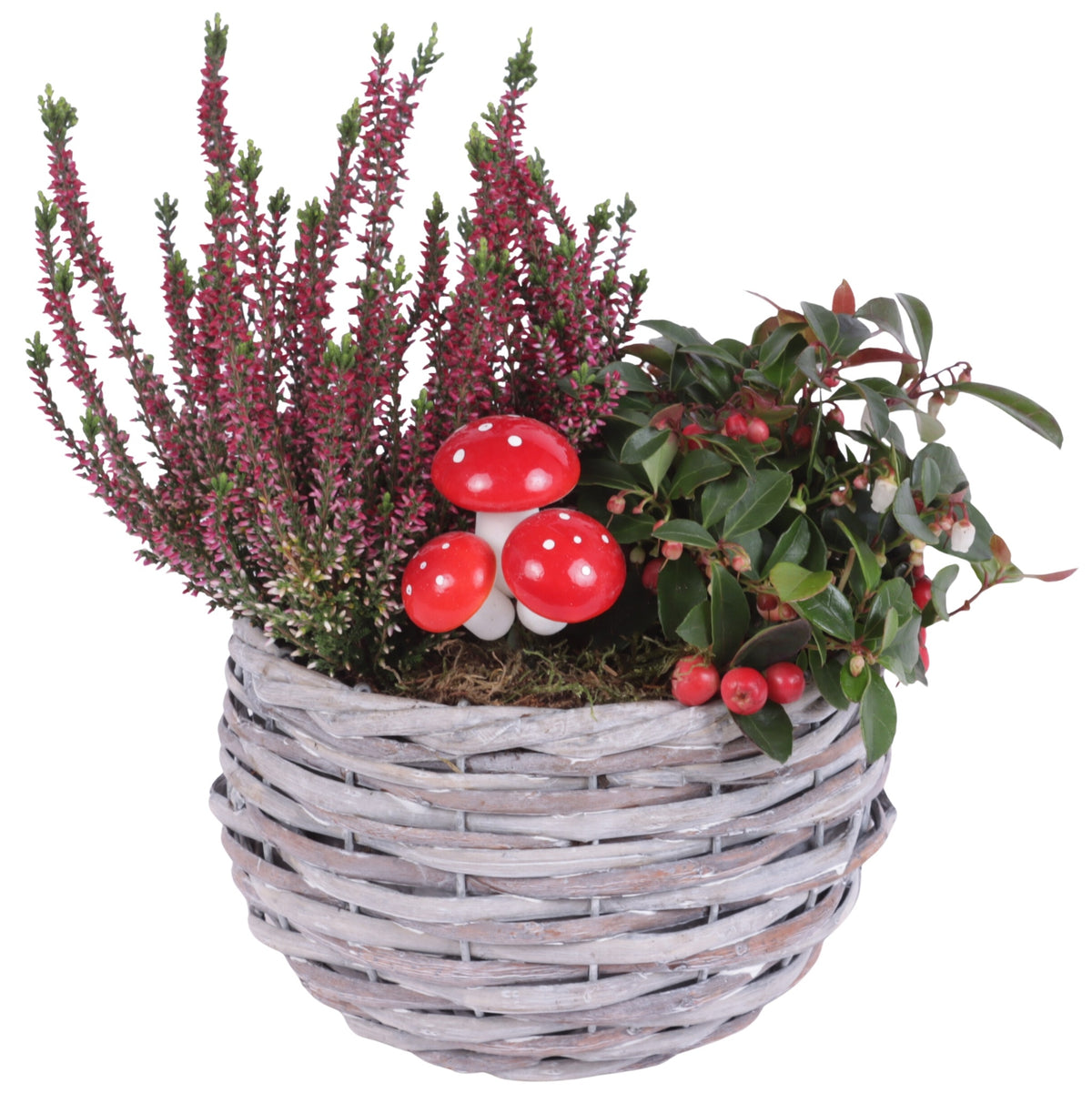Outdoor arrangement 30cm 18cm Pot