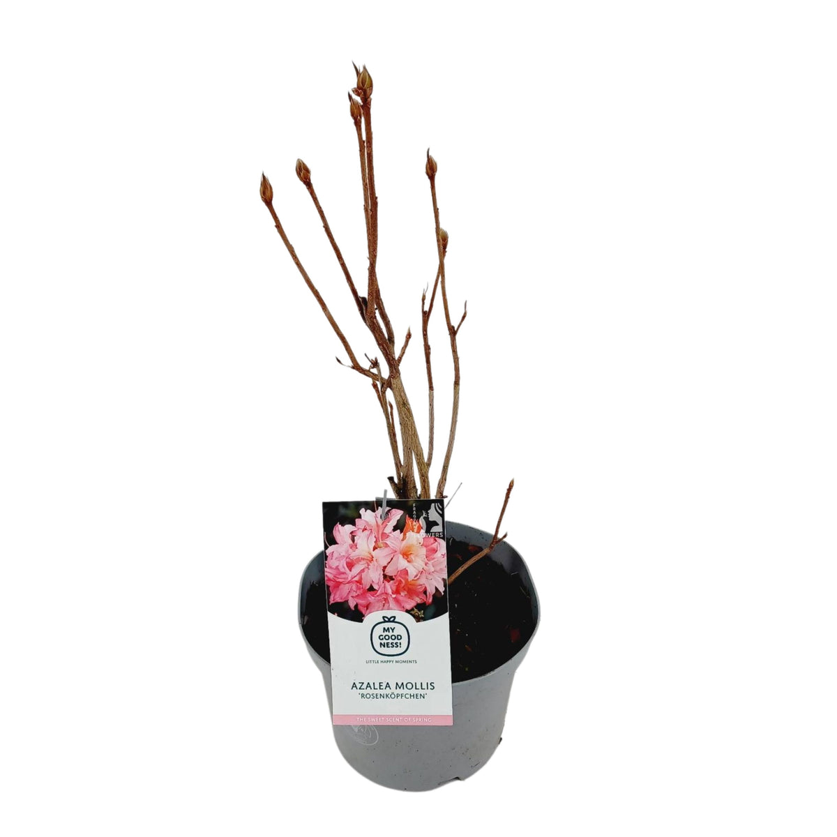 Rhododendron mollis mix 60cm 23cm Pot