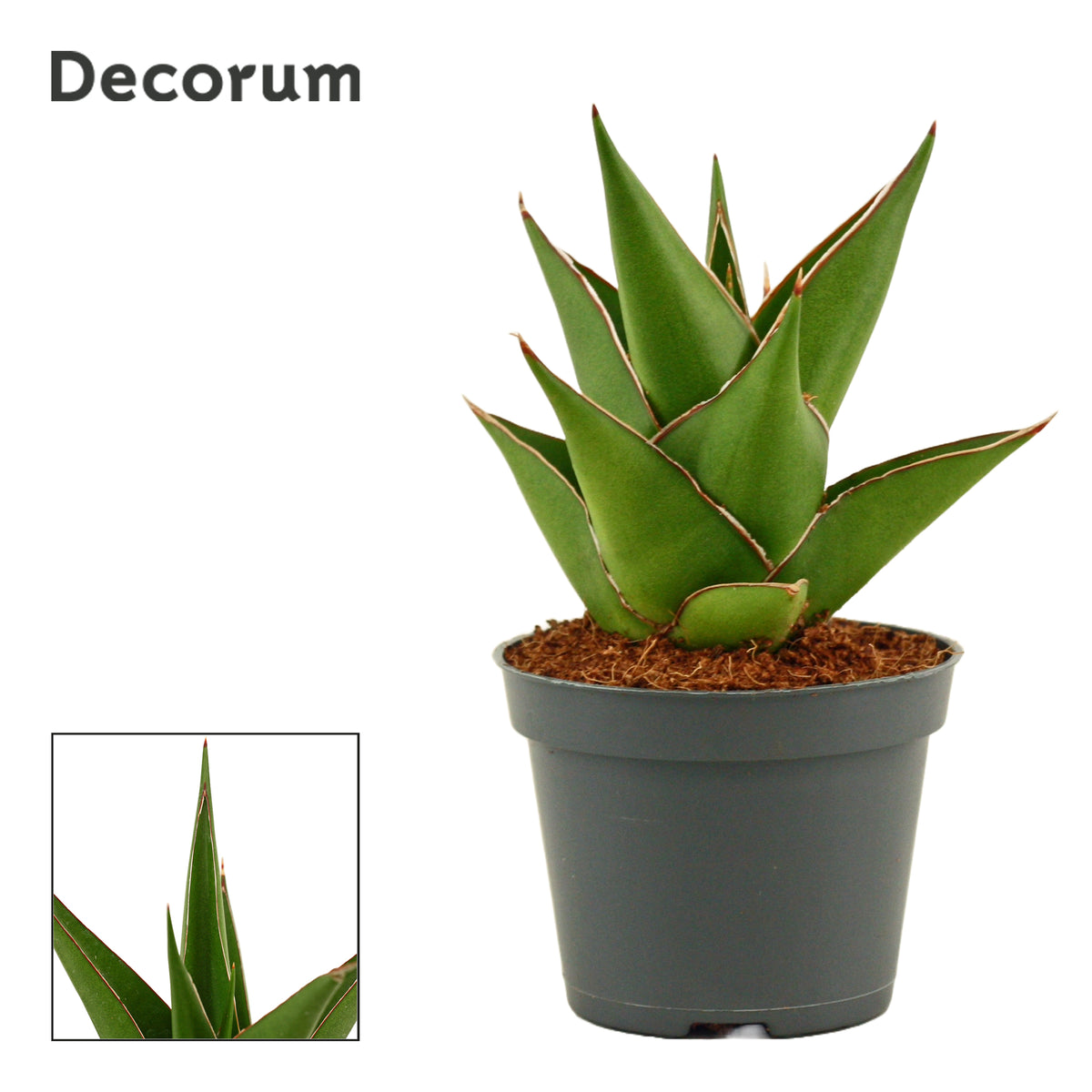 Sansevieria 11cm 6cm Pot