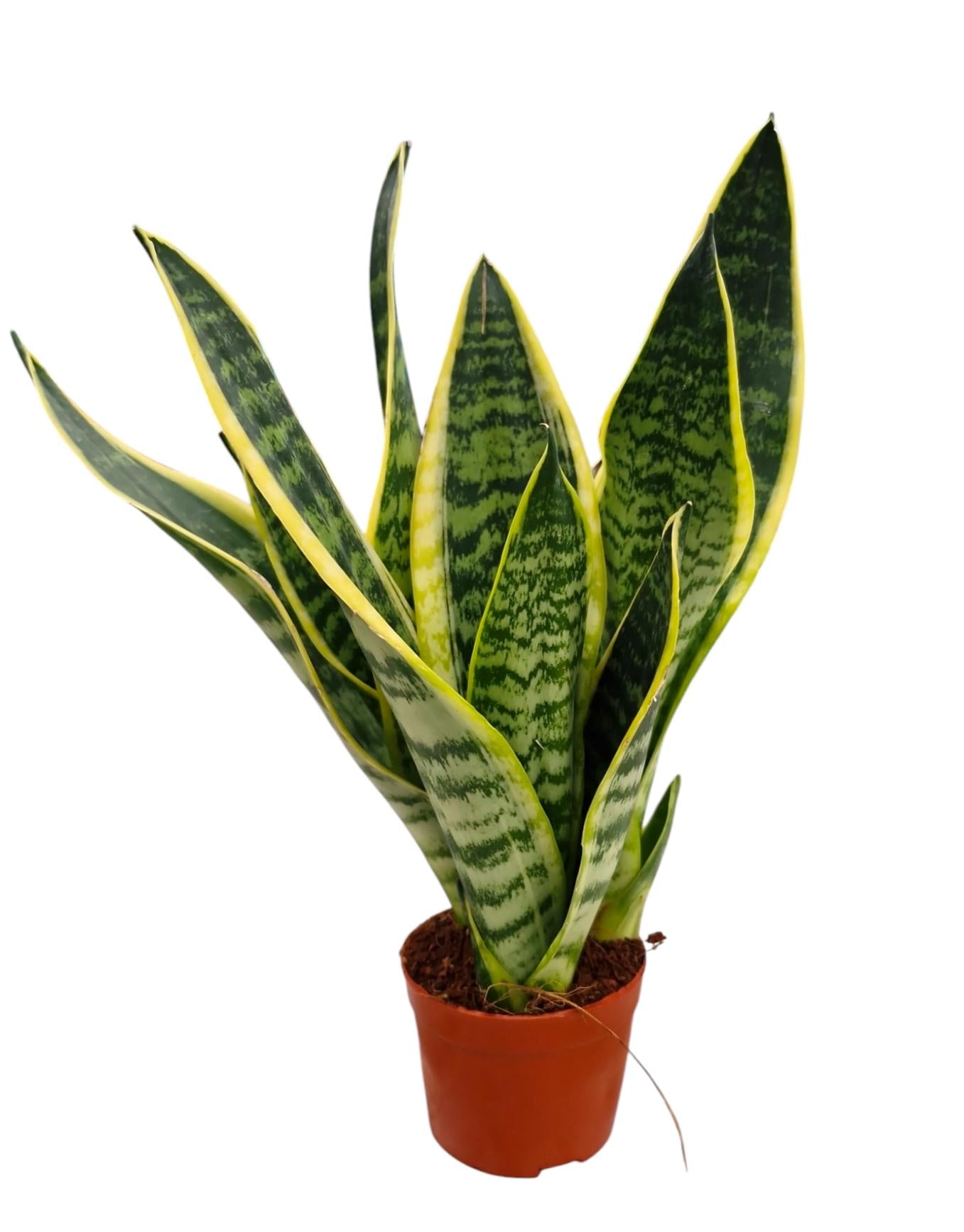Corsaplant Sansevieria Futura Superba Pack of 12
