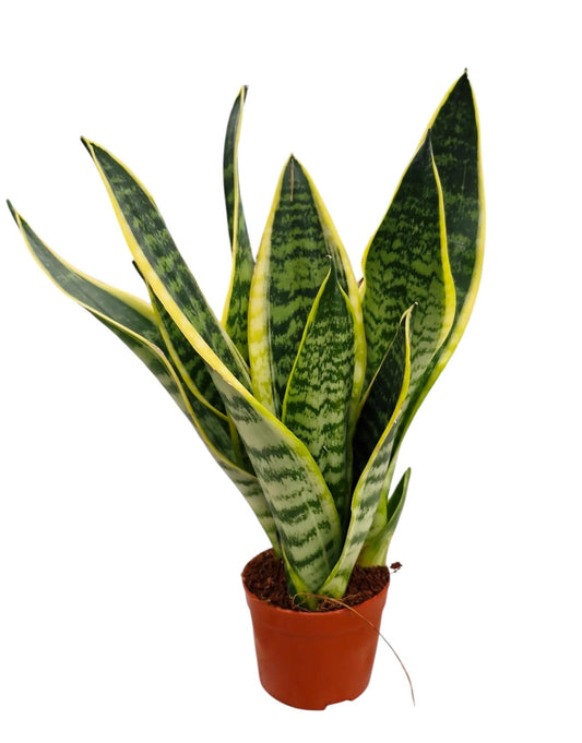 Corsaplant Sansevieria Futura Superba Pack of 12