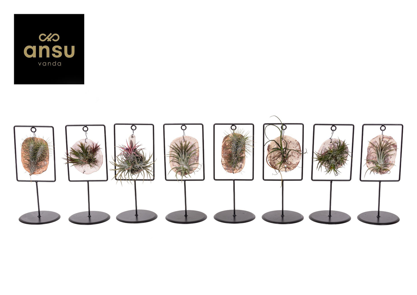 Tillandsia Tilly Tiles 26cm 11.5cm Pot