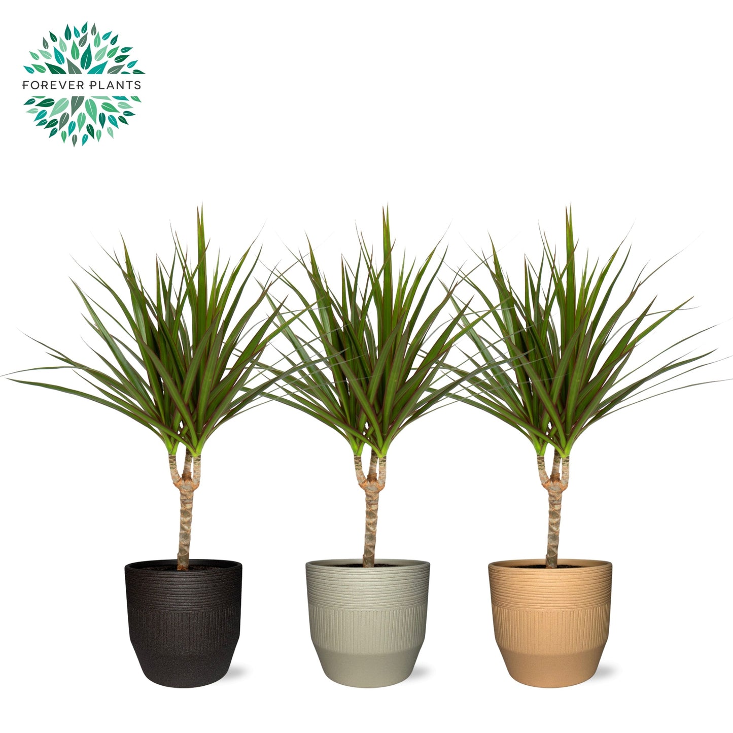 Dracaena marginata 55cm 14cm Pot