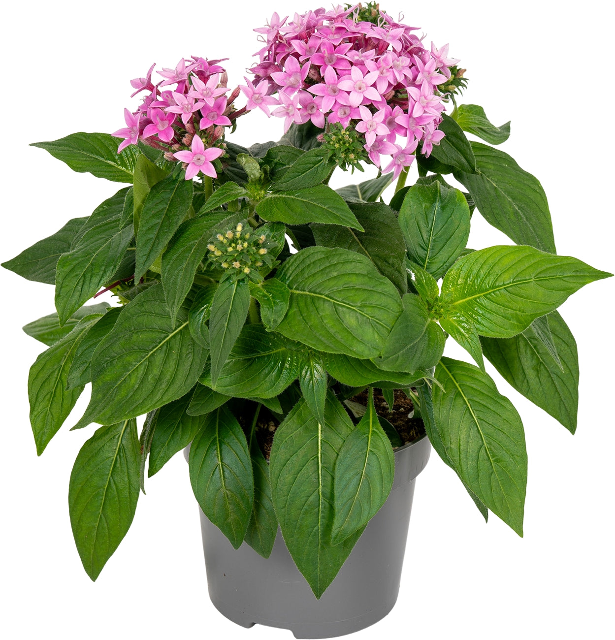 Pentas Graffiti Violet 25cm 13cm Pot