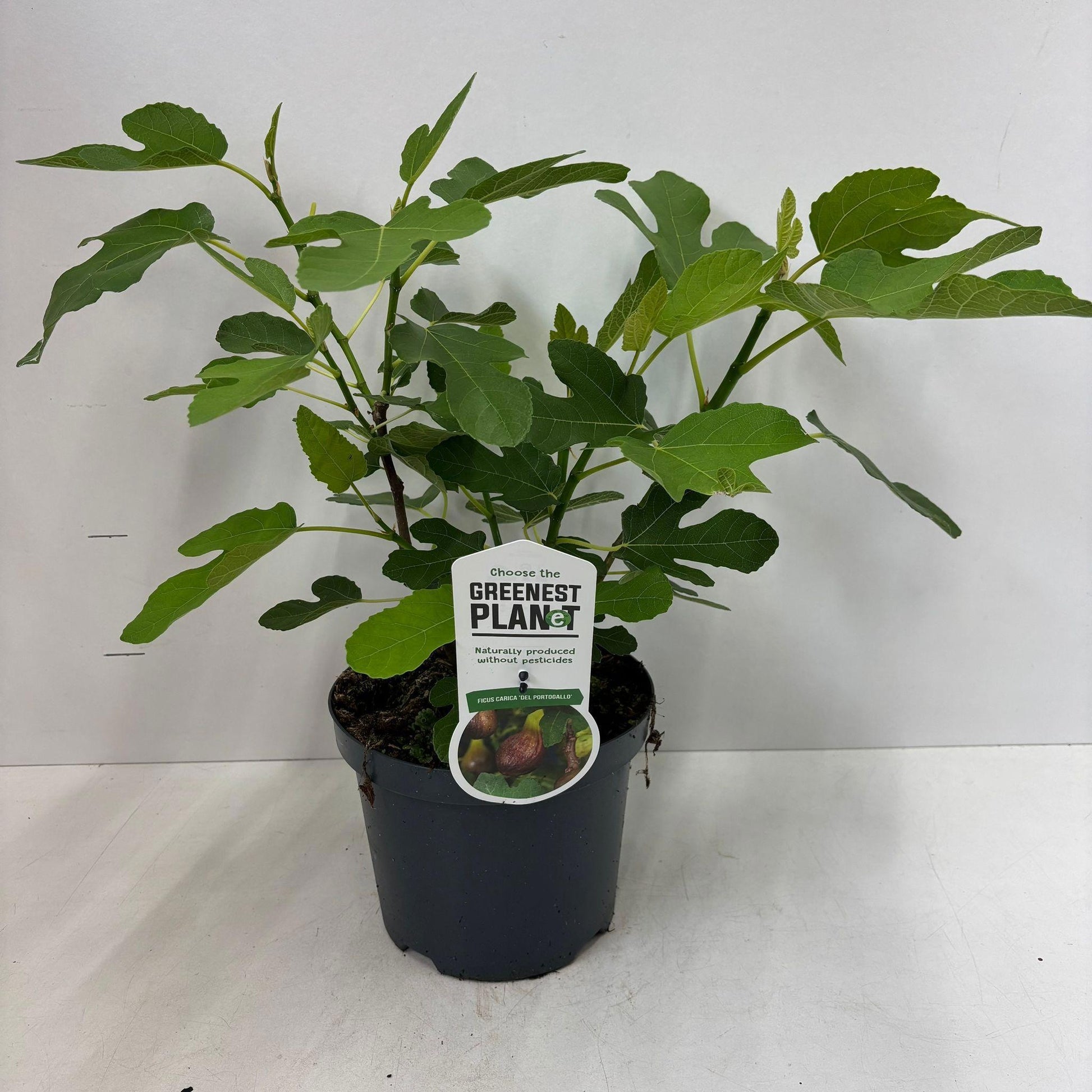 Ficus carica ("Fig") 45cm 19cm Pot