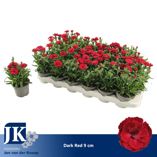 Dianthus Oscar Cherry 15cm 9cm Pot
