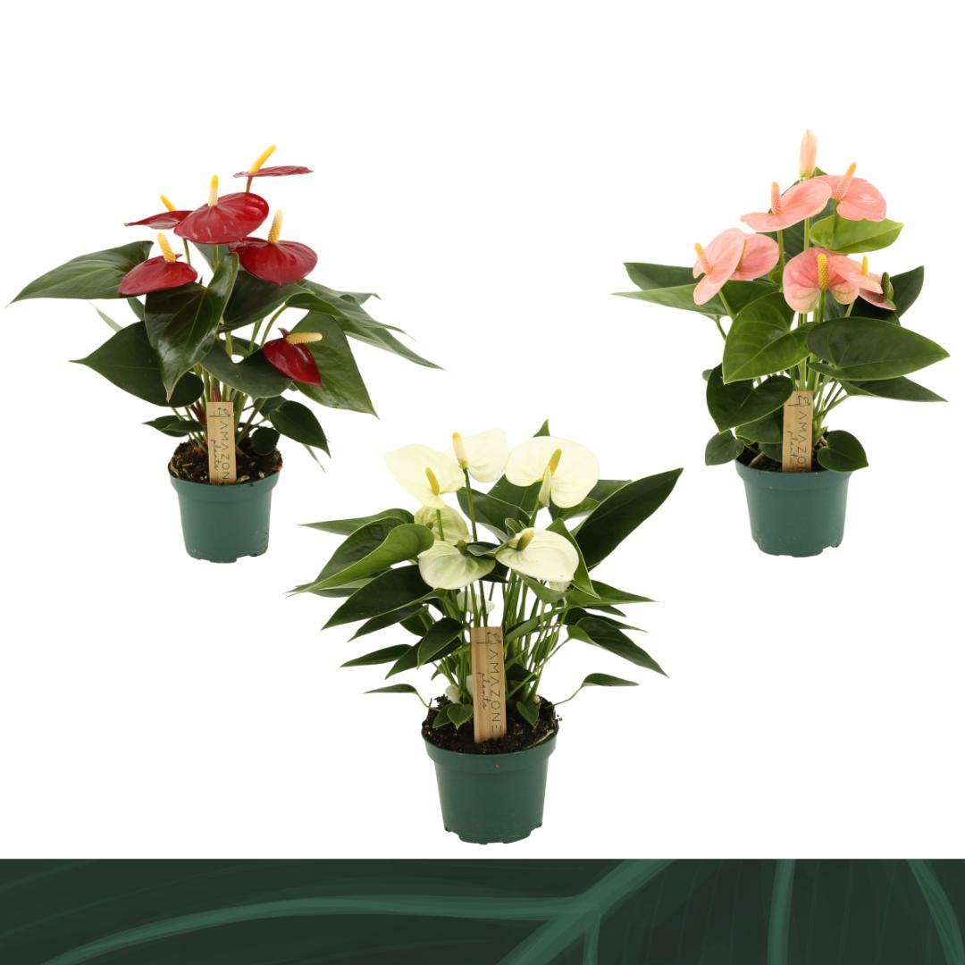 Amazoneplants BV Anthurium mix Pack of 12
