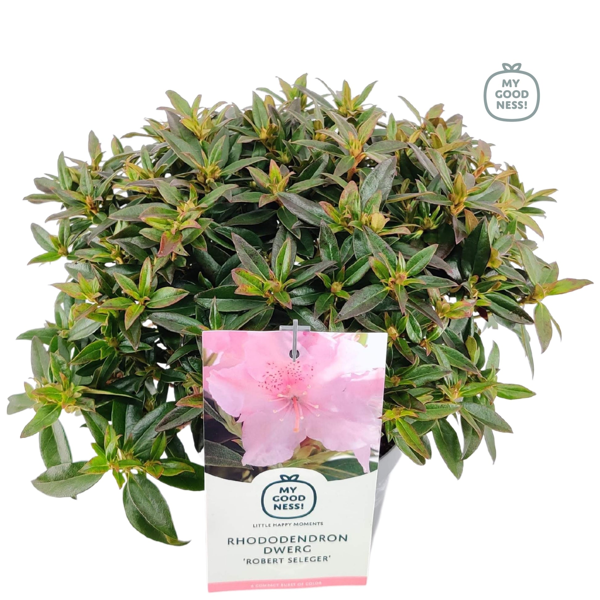 Leybaert BVBA Rhododendron Dwarf varieties Pack of 1