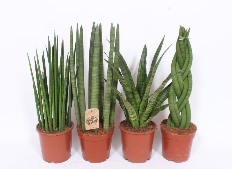 Sansevieria Luxe mix 70cm 17cm Pot