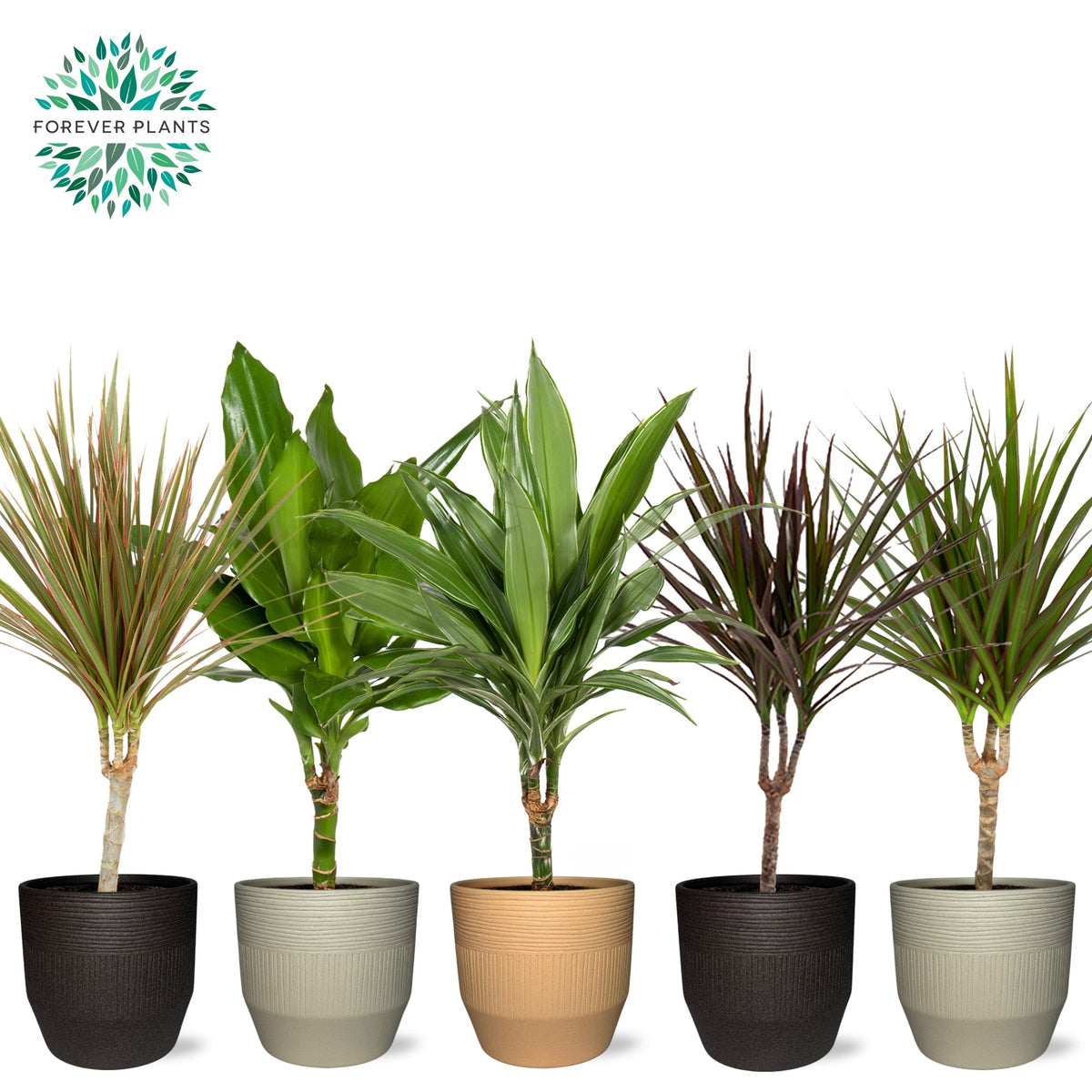 Dracaena marginata mix 55cm 14cm Pot