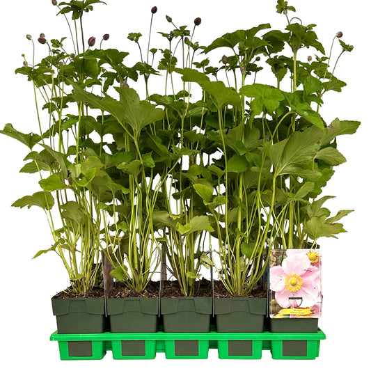 Anemone Japonica hybrids 25cm 11cm Pot
