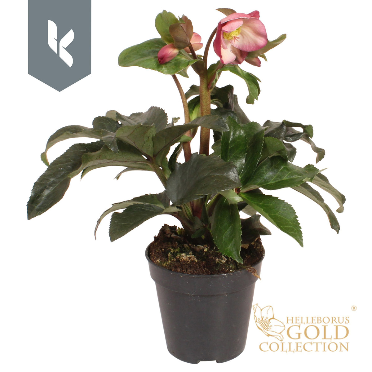 Helleborus Ice N' Roses Rose 40cm 13cm Pot