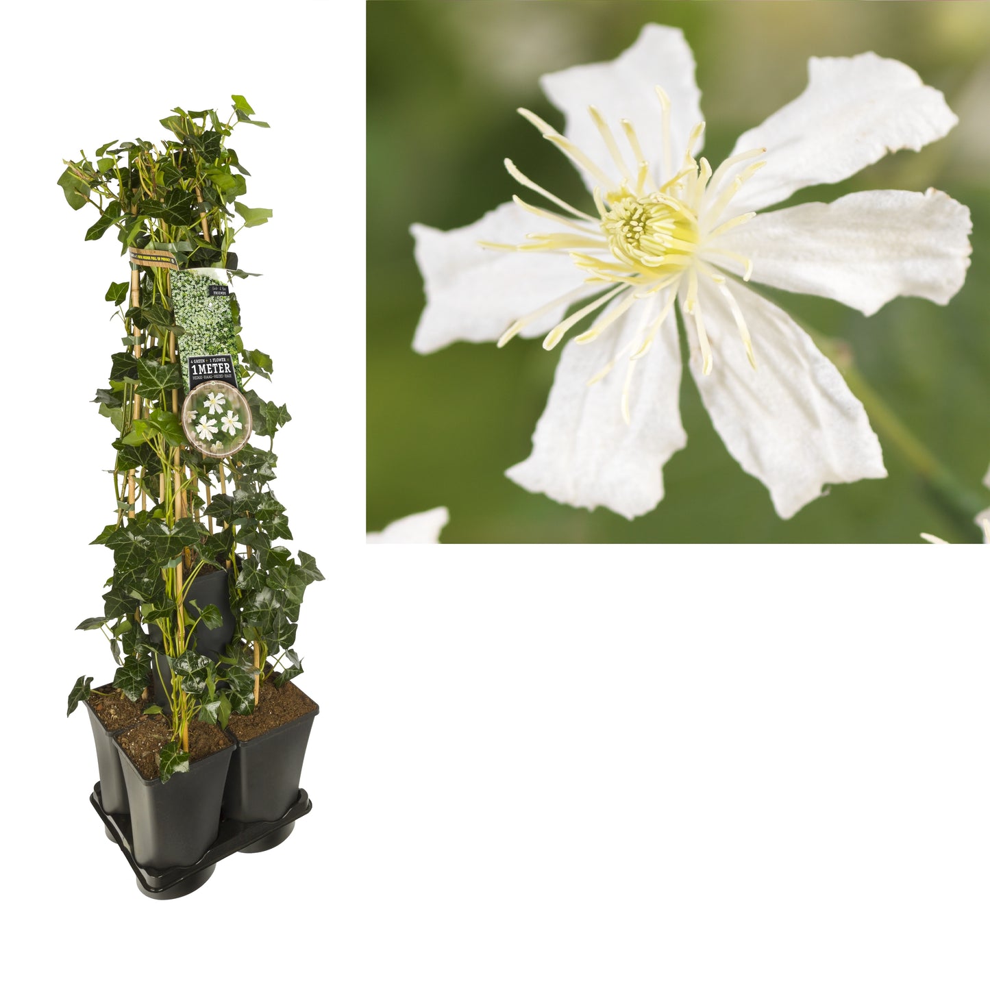 Clematis hybrid mix 95cm 17cm Pot