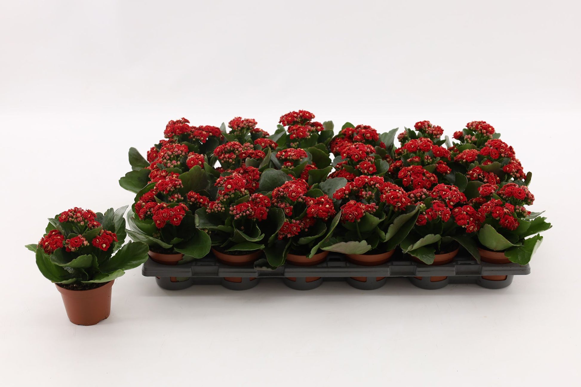 Vilosa Kalanchoe Rubio Red Pack of 18