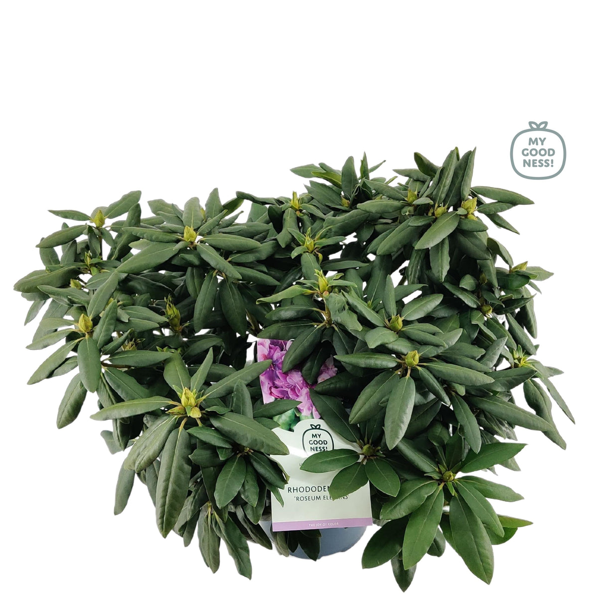 Rhododendron Roseum Elegans 70cm 26cm Pot